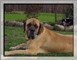 ogr�d, Mastif angielski, Mastiff, kot
